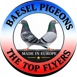 Baesel Pigeons — The Top Flyers